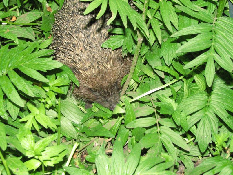 №13, Anna Maksymova, Одесса №13, Anna Maksymova, Одесса