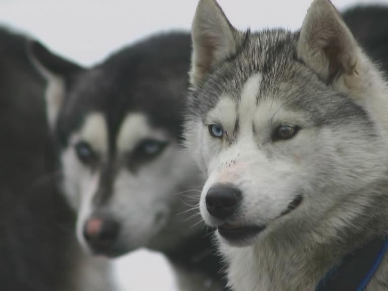 Елена Дмитриева | Санкт-Петербург