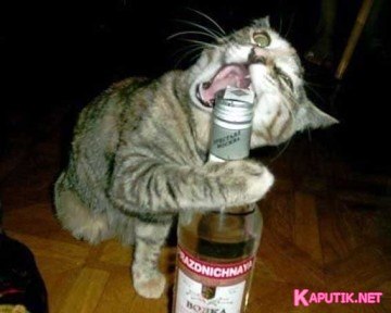 №7, Бодя Бодлак №7, Бодя Бодлак