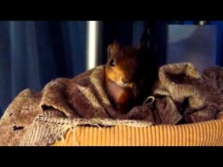 Ноби заправляет свою кроватку. Tame squirrel Noble