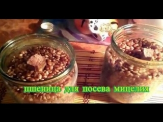Подготавливаем зерно под засев мицелия шампиньонов