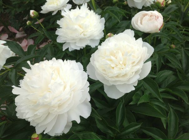 Алёна Соболева, Россия, Москва