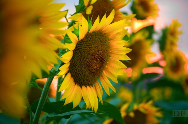 №49, Юлия Бухбиндер, Нижневартовск №49, Юлия Бухбиндер, Нижневартовск