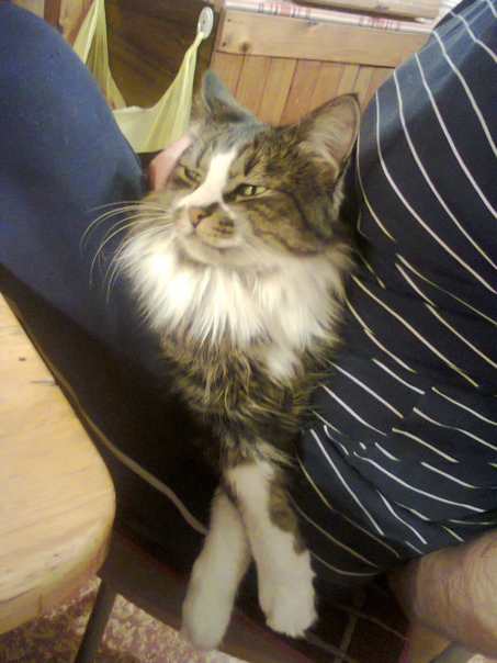 Павлик Кот