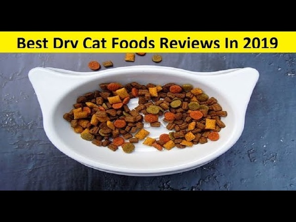 Top 3 Best Dry Cat Foods Reviews In