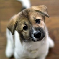 World of pets!