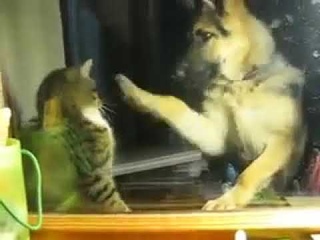 Прикол  Собака занимается боксом с котом