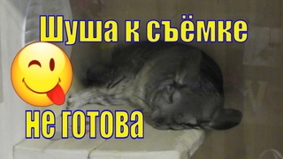 ШИНШИЛЛА ЗЛИТСЯ/ ШУШИНЫ ПОГРЫЗУШКИ