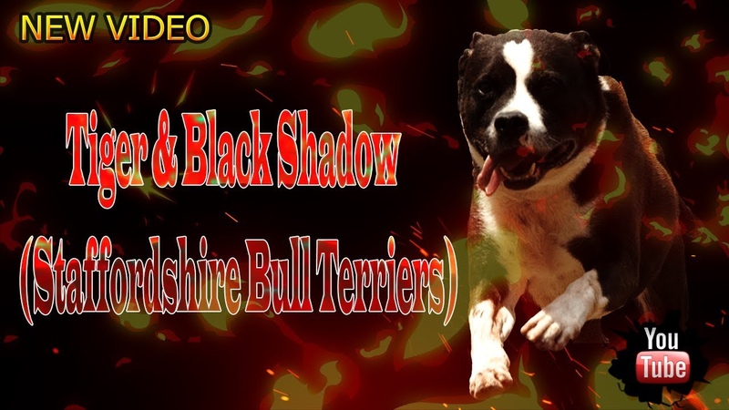 Tiger Black Shadow ( Staffordshire Bull