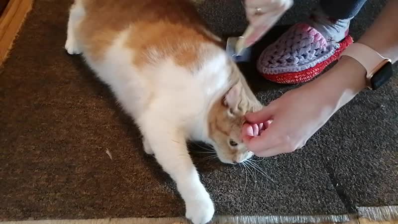 Делаем причесон 🐱