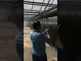 Плантація марихуани на Косівщині