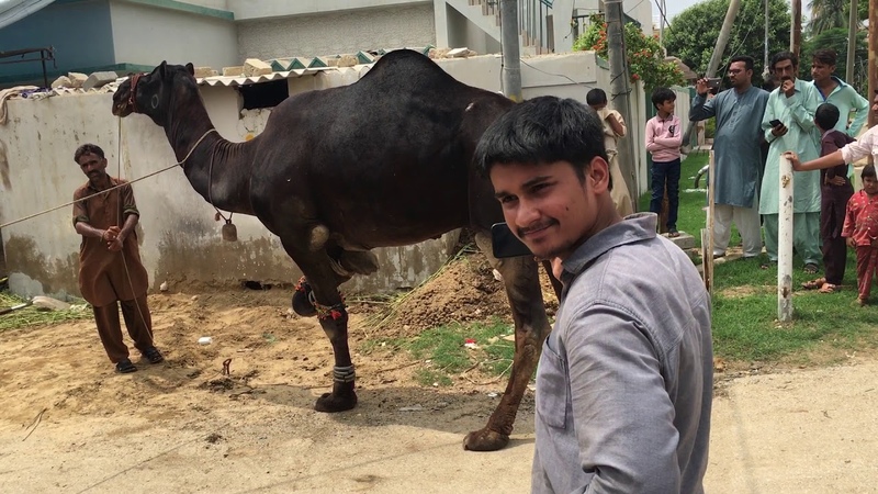 Camel qurbani in Lahore Pakistan