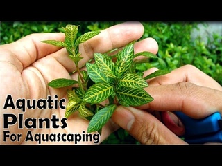 AMAZING AQUATIC PLANTS For Aquarium Aquascape