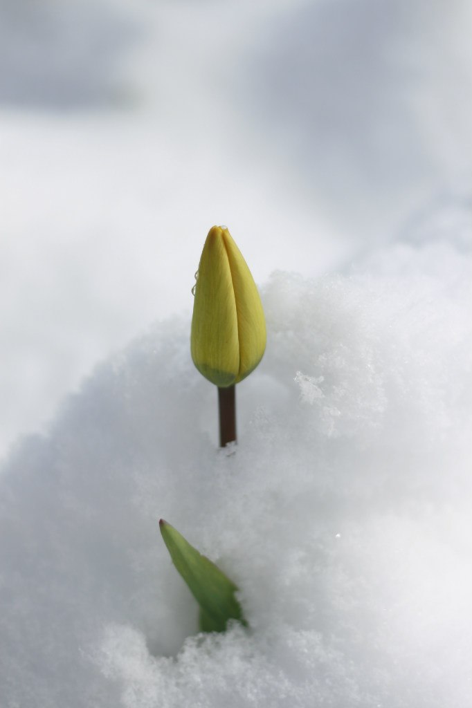 Vladimir Shnayderman | Salt Lake City