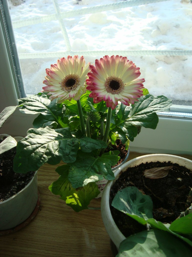 Татьяна Изеева | Москва