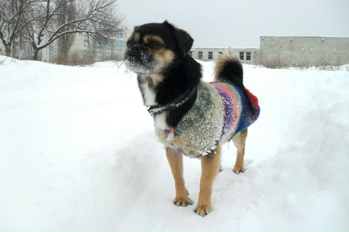 Игорь Волощук | Чехов