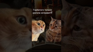 Жиза #беларусь #велесова #гадание #animal