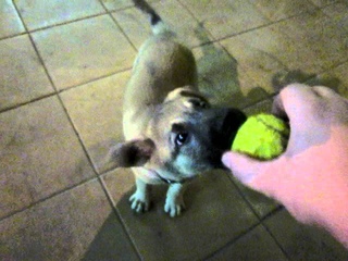 Teftel - mi super dog))