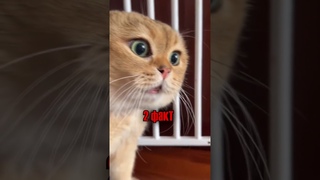 5 ПОРАЗИТЕЛЬНЫХ фактов о КОТАХ от ПОДПИСЧИКОВ #кошки #коты #shorts