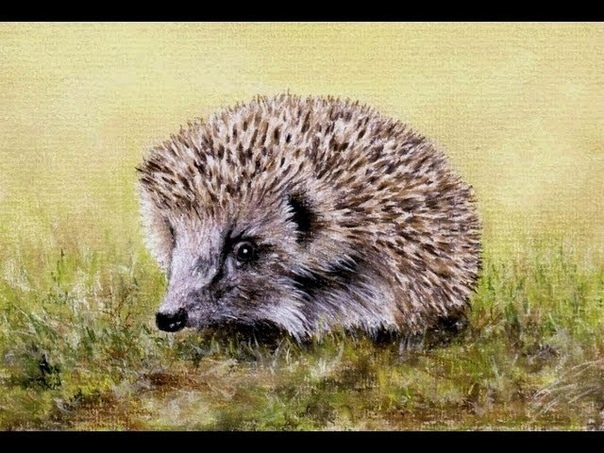 Hedgehog Speed Painting by Colin