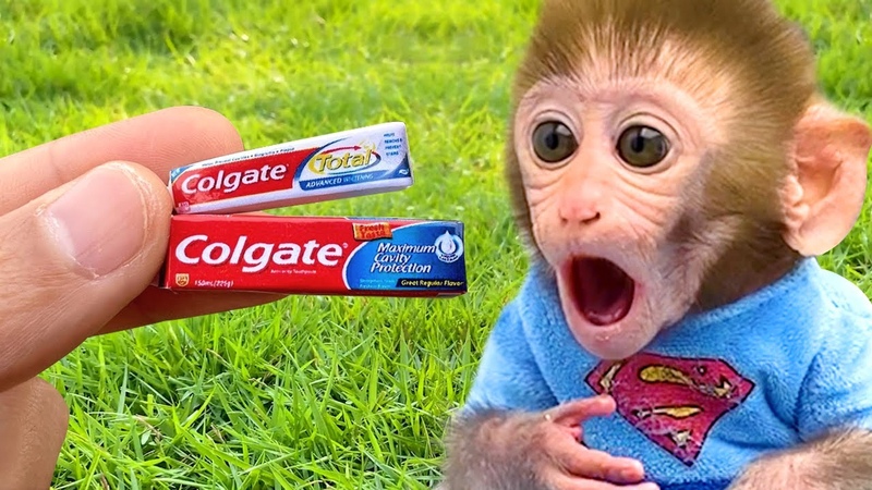 Monkey Baby Bon Bon brush his teeth in the toilet and playing with the puppy on the