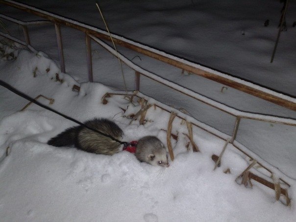 Светлана Никонорова | Белгород