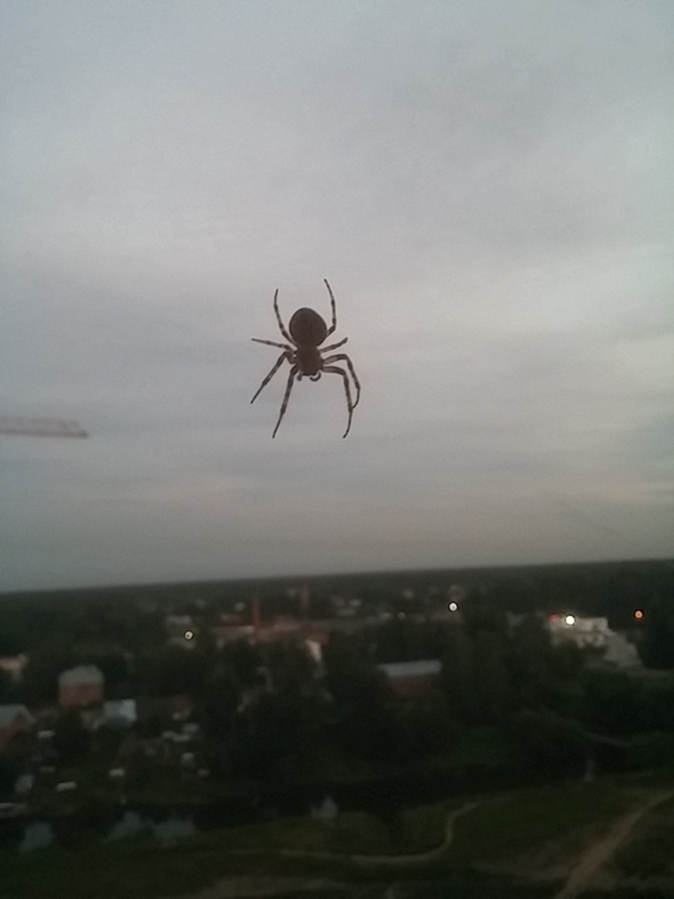 Юрий Некрасов |