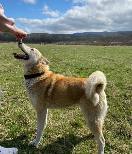 ??Краснодар и край. ??Ищем дом и хороших хозяев...