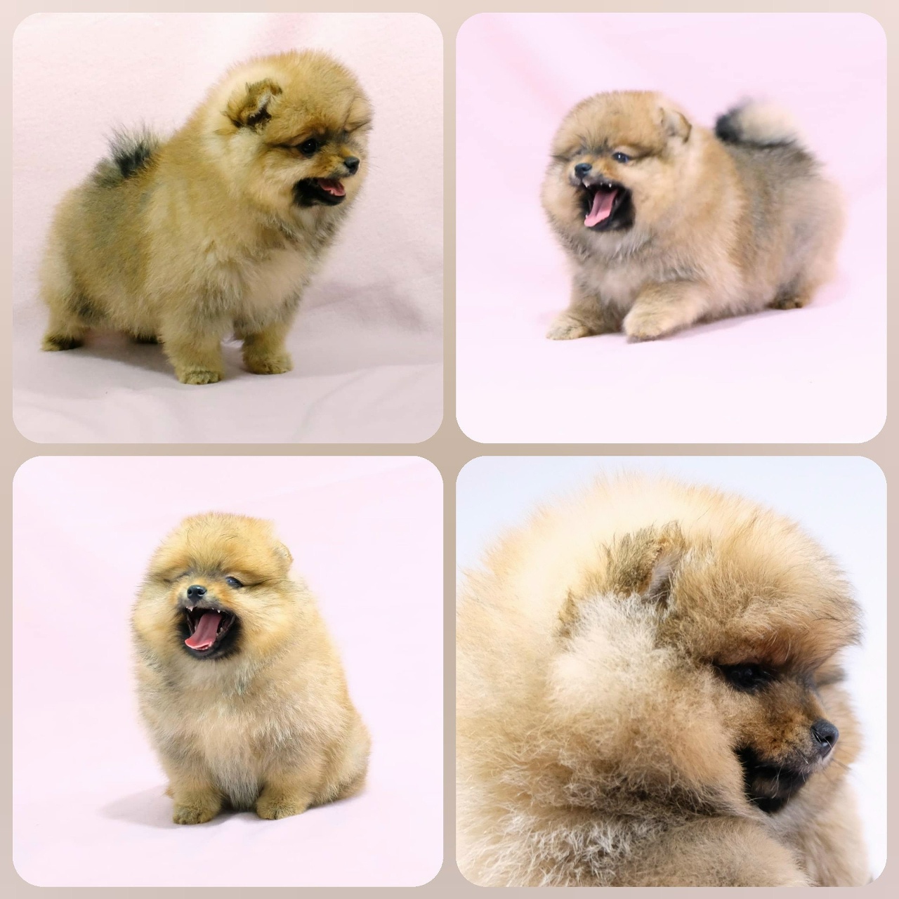 Как меняется шпиц по месяцам фото Как меняется шпиц по месяцам фото