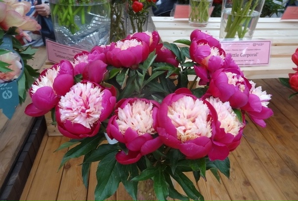 Вайт кэп пион фото Вайт кэп пион фото