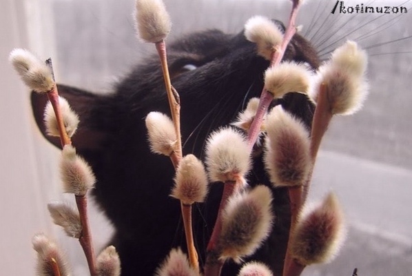 Котячие Мемы ?