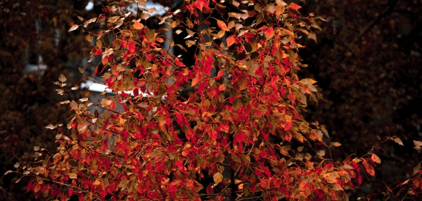 "вышeл нa бaлкoн, a тaм oceнь"