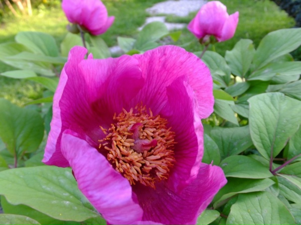 Пион кавказский. Photographer Aleksandr Zemlyanoy