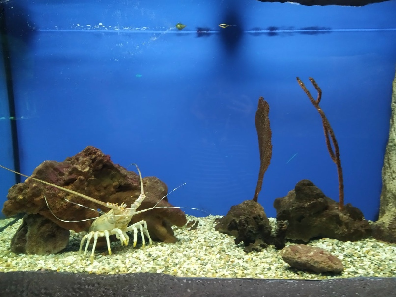 Лена Овсянникова | Таганрог