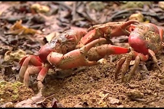 остров Рождества красные крабы   red crabs Christmas Island