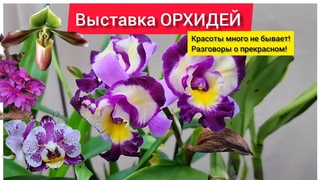 Выставка орхидей в Москве. Красоты много не бывает и разговоры о прекрасном. Часть 1.
