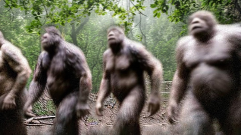 Trail Cam Captures FOUR
