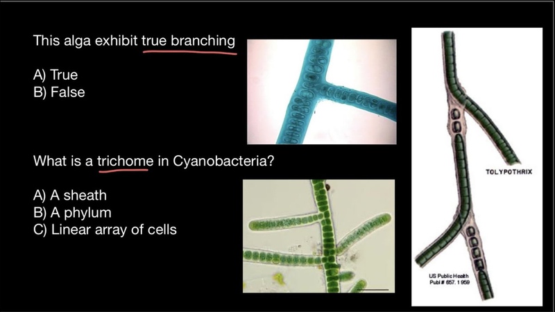 Cyanobacteria, True False Branching, Filament,