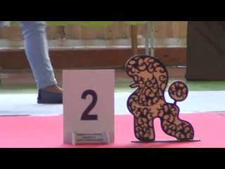 31.  3,07,2022, г.Касли. Моно пуделей. DIZA FLEICH TACORI