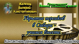 Железов В. К.  Укрытие персиков в Сибири - учимся вместе.