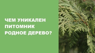 Чем уникален питомник Родное Дерево