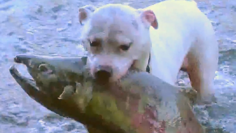Dogs catch huge salmon Dogs Take to Fishing Like Ducks to
