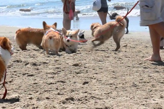 4/20/13 Corgi Beach Meet