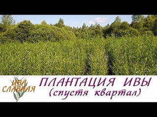 Ива Славная: Плантация ивочки - спустя квартал ()