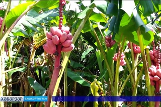 Өфө лимонарийында үҙенсәлекле банан сәскә атты