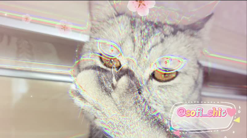 Кошка умывается. sofi