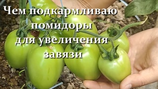Полейте и подкормите помидоры этим для улучшения завязи и будете собирать ведрами!